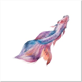 Colorful Pink Betta Fish Posters and Art